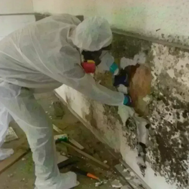 Mold Remediation and Removal in Canyon Lake, CA